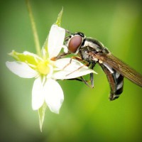 /album/northchopera/photolia-a02-jpg/