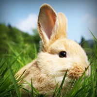 /album/northchopera/photolia-a03-jpg/